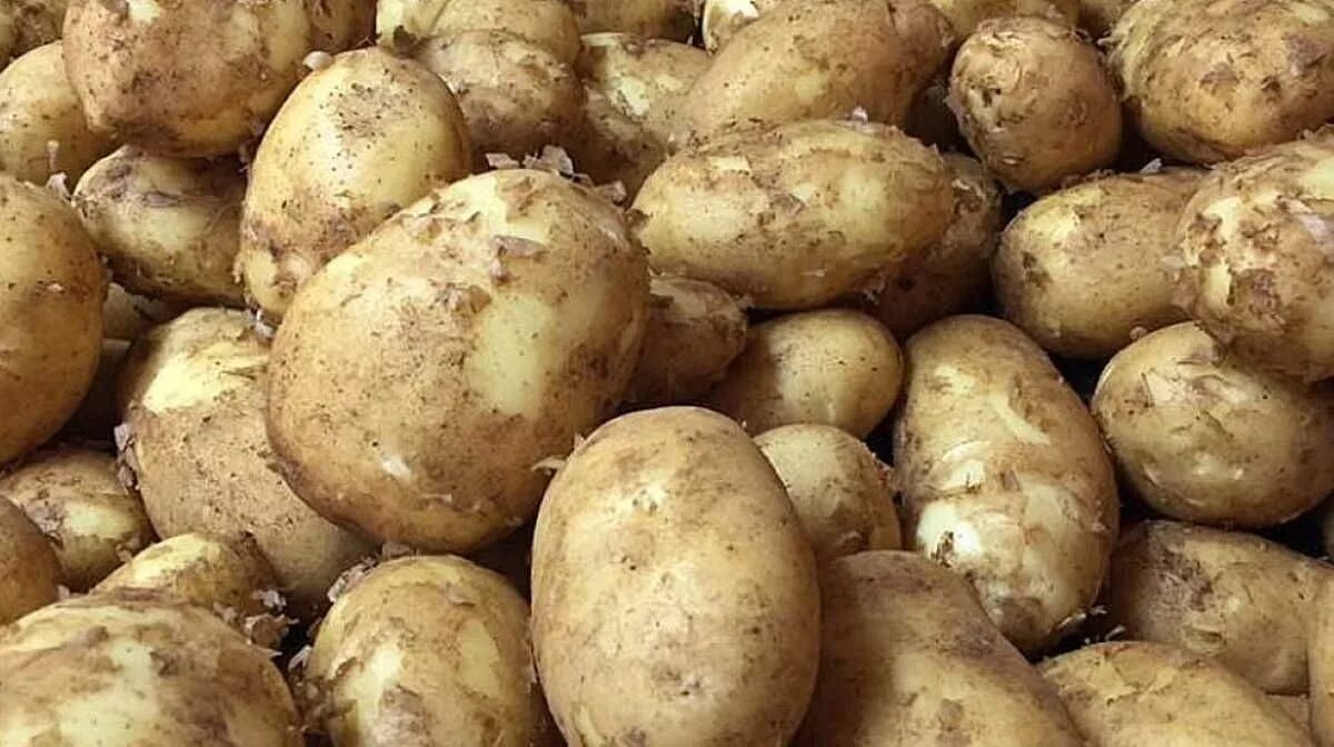 Картофель на корм куплю. Сорт картошки Клеопатра. Кормовой картофель. Кормовые сорта картофеля. Кормовая картошка сорта.