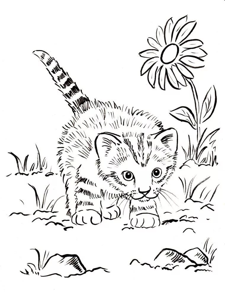 Раскраска кошка распечатать бесплатно формат а4 Print Buffycats 44 Cats coloring pages Cat coloring page, Unicorn coloring pages