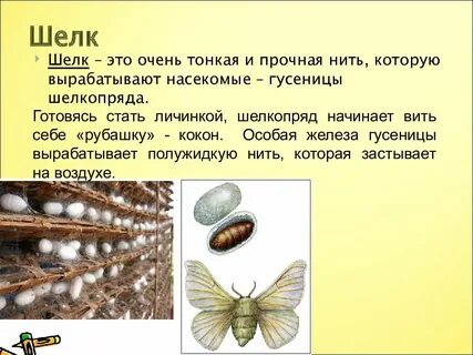 Тип членистоногие вид тутовый шелкопряд