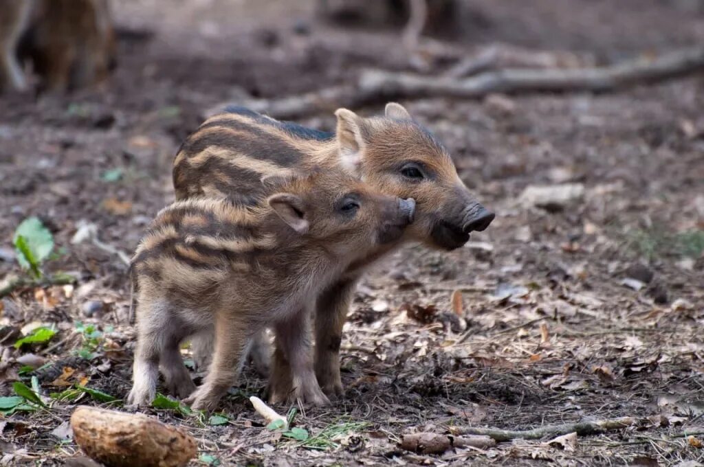Дикие кабанчики фото Pin by Алёна Яблокова on позы кабана Animals, Pig
