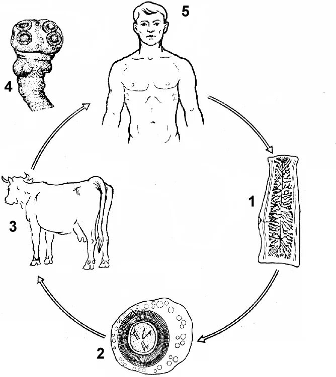 Печеночный сосальщик впр. Жизненный цикл бычьего цепня схема. Жизненный цикл бычьего цепня. Жизненный цикл бычьего цепня рисунок. Цикл развития бычьего цепня рисунок.