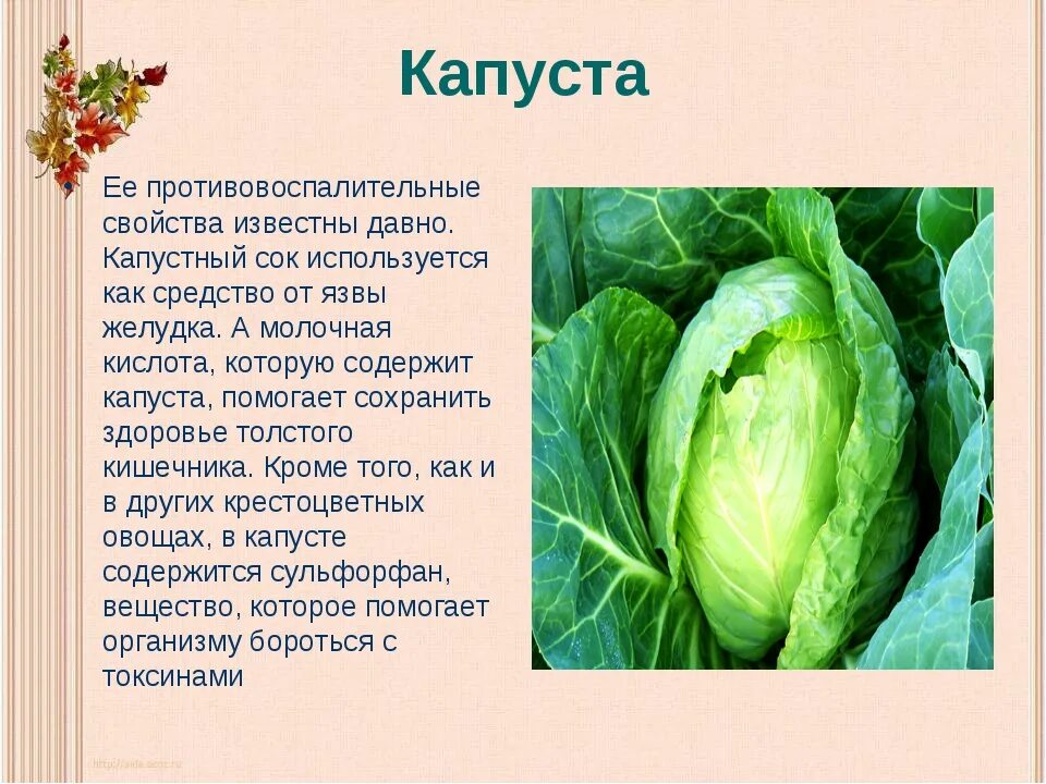 Какой овощ первый