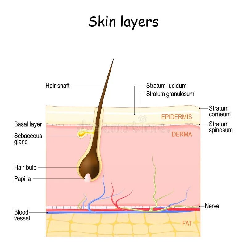 Волосяной фолликул и меланин. Рецептор волосяного фолликула. Epidermis layers. Эпидермис дермис и гиподермис функции.