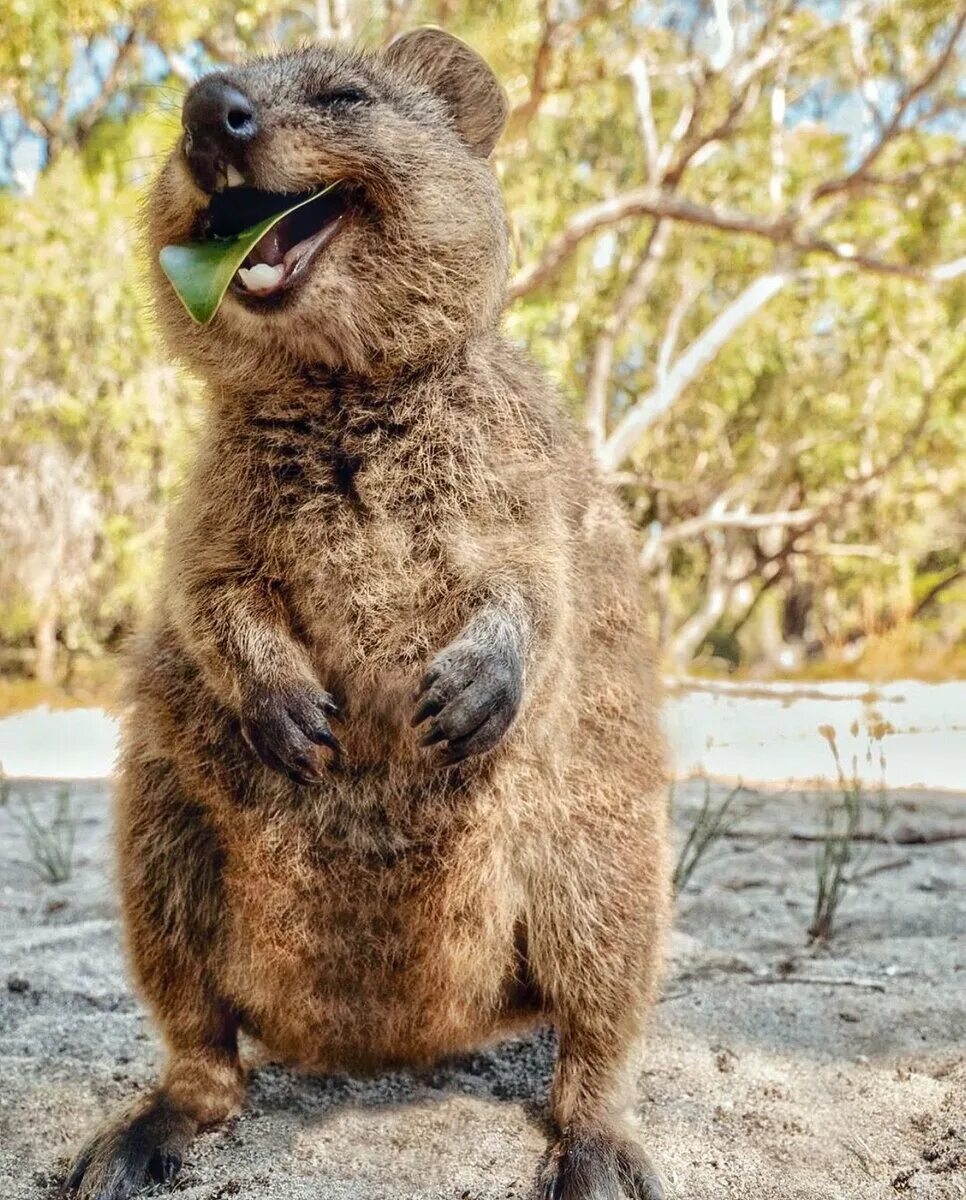Улыбающие зверьки. Квокка (короткохвостый кенгуру). Кенгуру Квокка. Квокка эндемики Австралии. Австралийская кенгуру Квокка.