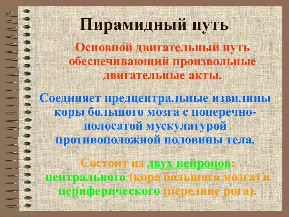 Двигательный путь функции. Пирамидный двигательный путь. произвольные движения и их нарушения. основной двигательный путь. двигательный путь неврология.