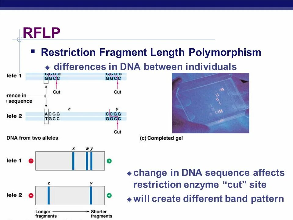 Полиморфизм питон. RFLP метод. Метод PCR-RFLP. Метод restriction fragment length polymorphism (RFLP).. RFLP анализ.