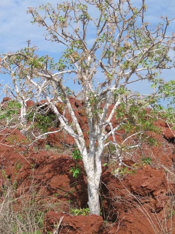 Bursera graveolens дерево. Паоло Санто дерево. Дерево Пало Санто Перу. Palo Santo дерево.