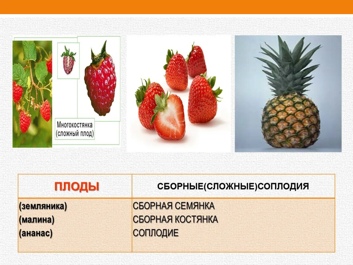 Плод малины это соплодие. Сборная семянка плод. Плод костянка и многокостянка. Сложные плоды многокостянка. Простые плоды сложные плоды соплодия