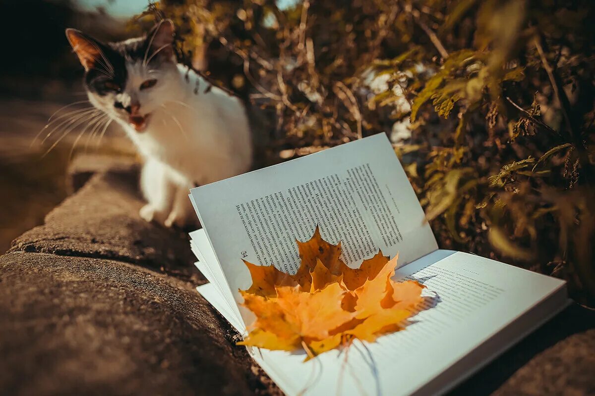 Книги про осень. Осеннее чтение. Чтение осенью. Осень Эстетика кот