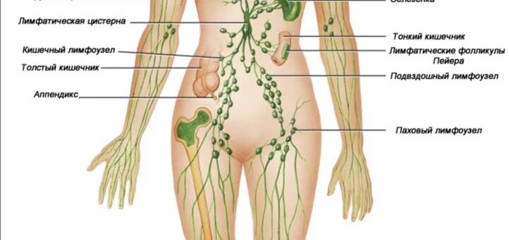 Лимфоузлы паховые где находятся схема. Лимфоузел слева в паху у женщин