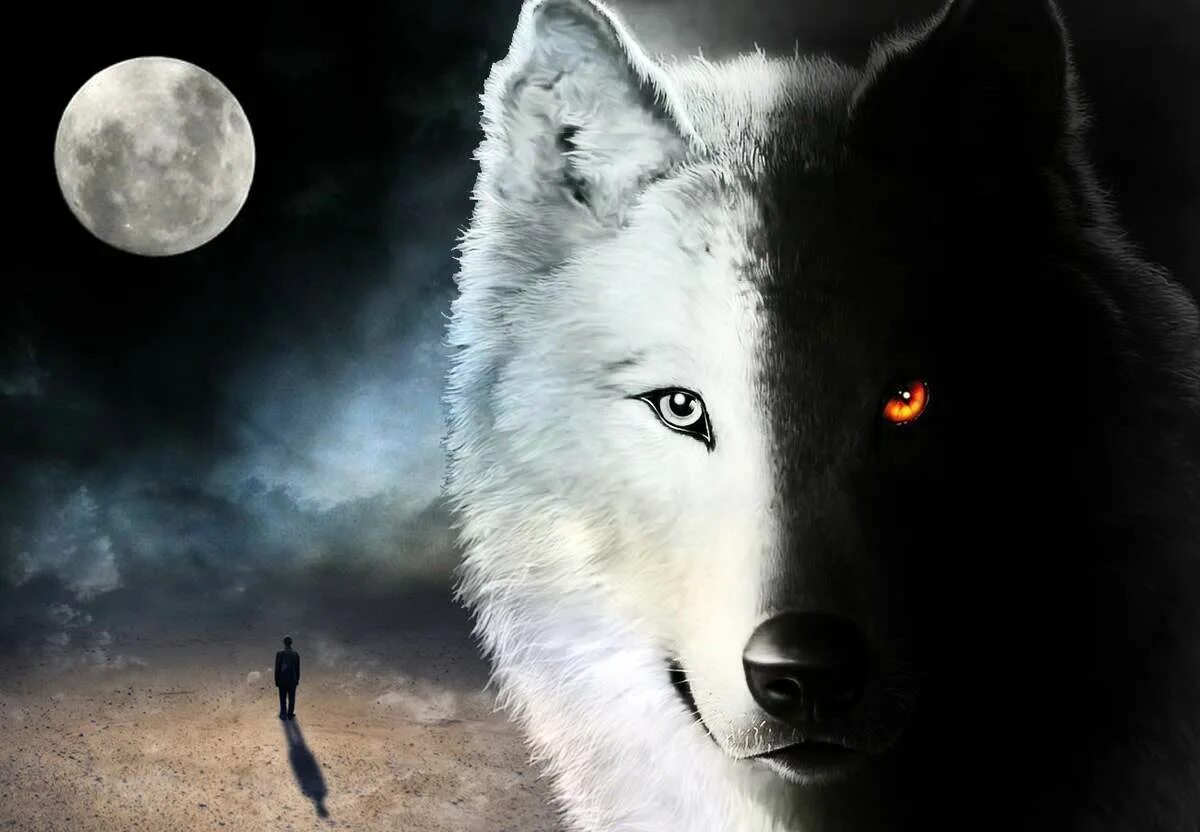 Волк. Лунные волки. Волк одиночка. Белый волк.