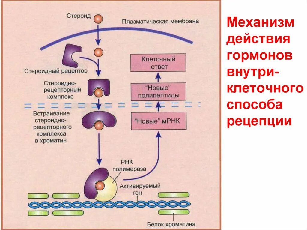 Тироксин органы мишени. Механизм клеточной рецепции гормонов. Клеточные механизмы действия гормонов. Схема взаимодействия гормонов с рецепторами. Механизм рецепции пептидных гормонов.