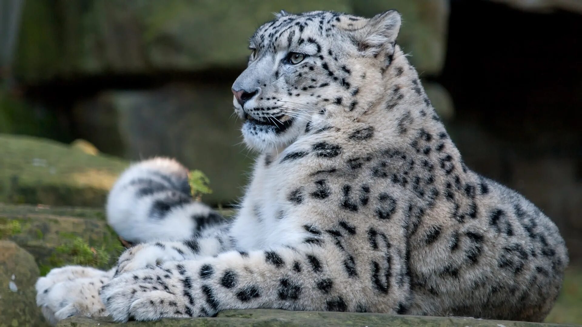 Снежный Барс Ирбис. Снежный Барс (Ирбис, снежный леопард). Белый Барс Ирбис. Ирбис снежный Барс Татарстан.