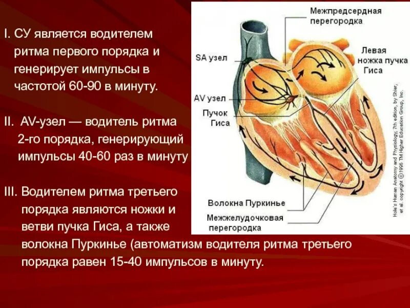 Второй водитель ритма