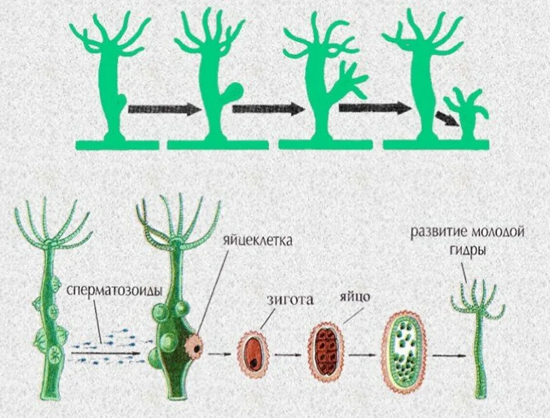 Пресноводная гидра размножается. Бесполое размножение гидры пресноводной. Размножение гидры почкование. Схема бесполого размножения гидры. Цикл развития гидры.