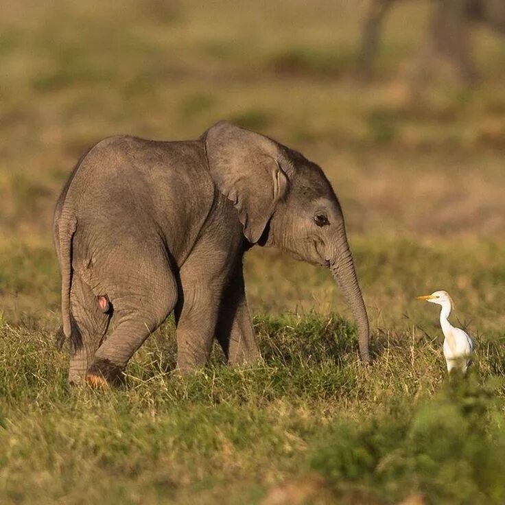 Elephant child. Слоненок. Маленький Слоник. Маленький Африканский Слоненок. Милый Слоненок.