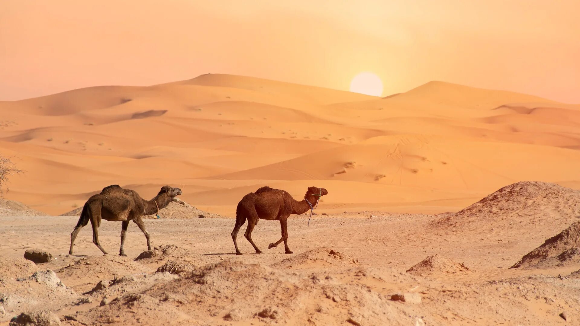 Пустыня побед. Пустыня Кызылкум. Туркменистан пустыня. Кызылкум верблюд. Каракум верблюд.