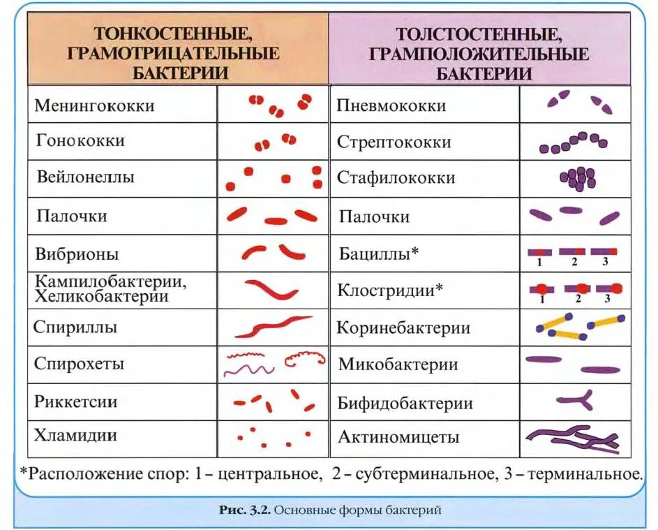 Микрофлора палочки что это значит. Клостридии форма бактерии. Основные морфологические группы бактерий микробиология. Морфология микроорганизмов таблица. Формы бактерий микробиология таблица.