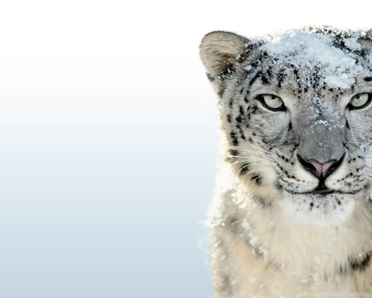 Mac os x leopard 10.6. 10.6 snow leopard. версии mac os x leopard (леопард). снежный леопард apple. mac os cheetah logo.