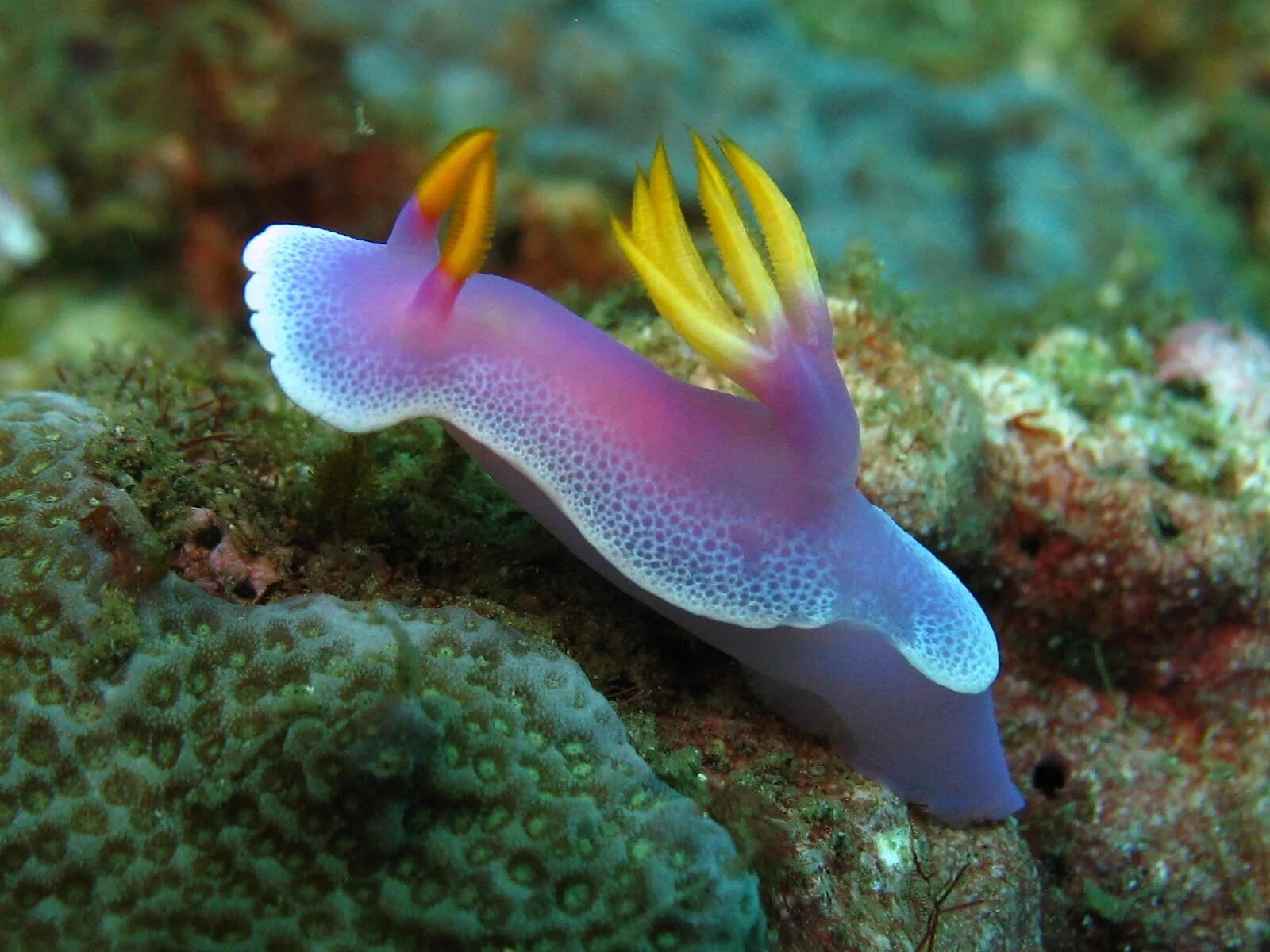 Моллюском аплизией. Морские зайцы Голожаберный моллюск. Морской заяц моллюск аплизия. Морской СЛИЗНЯК Голожаберник. Морской заяц СЛИЗЕНЬ.