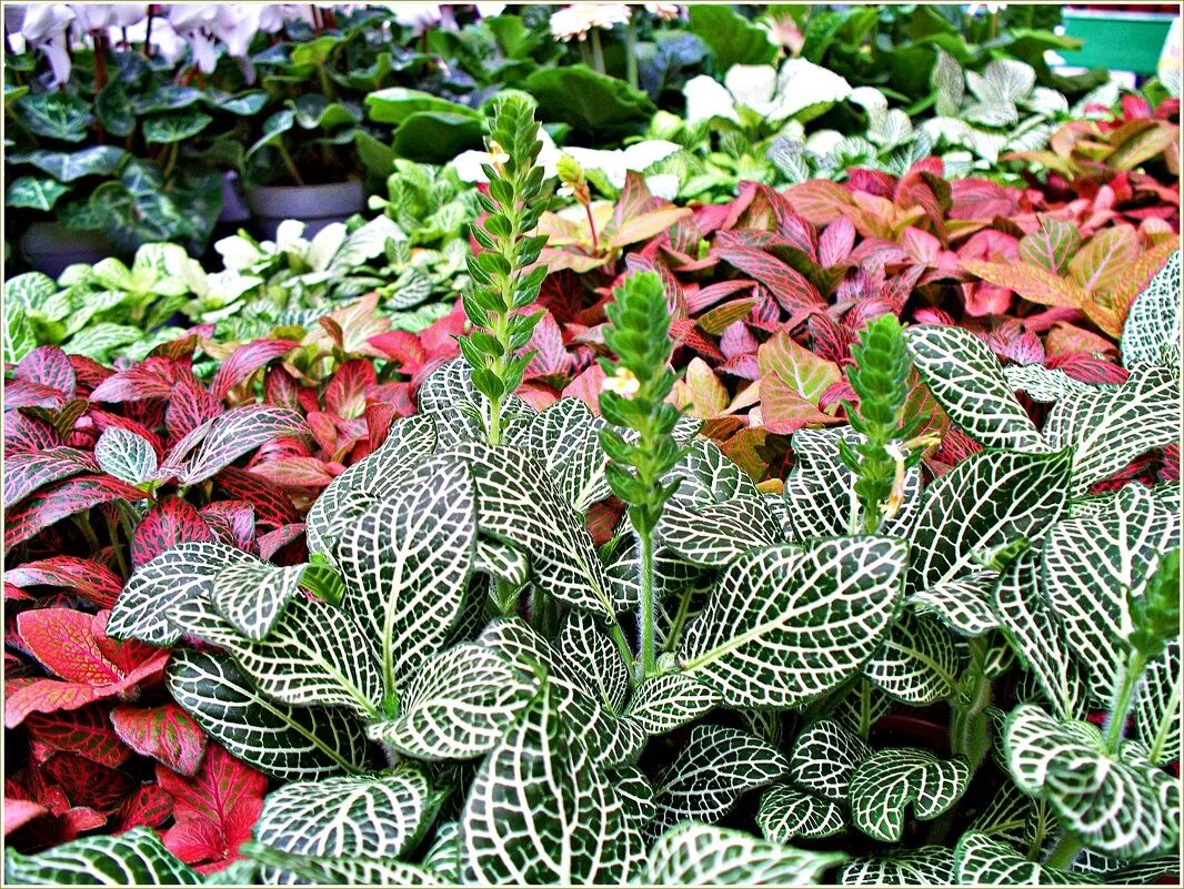 фиттония бамбино. цветок фиттония микс. фиттония бамбино. фитония. фиттония микс.