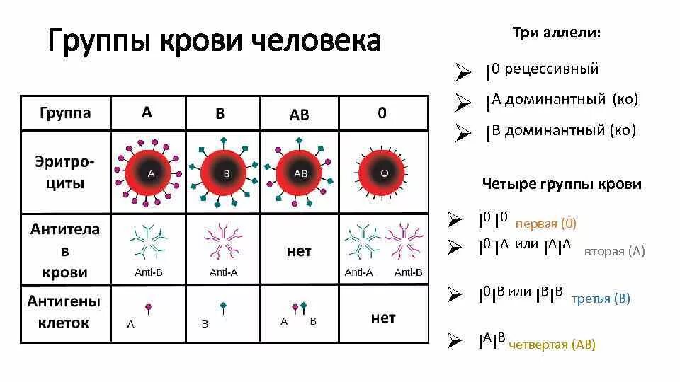 Положительный резус фактор доминантный признак. Отличие 1 группы крови и 2 группы. Различия 1 и 3 группы крови. Разница групп крови. Различия 1 2 3 4 группы крови.