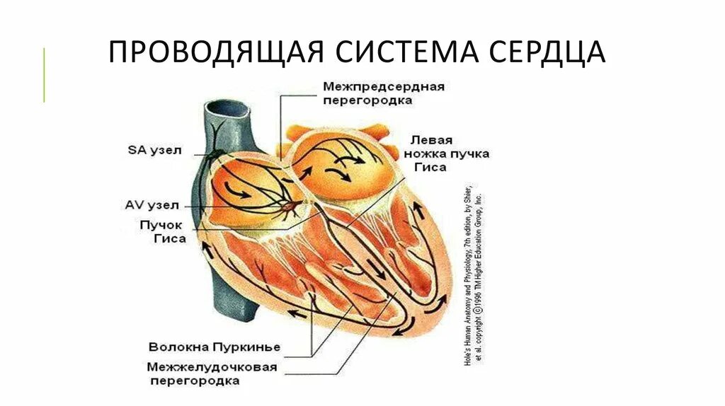 Пучок пуркинье. Проводящая система сердца гистология схема. Проводящая система сердца строение и функции гистология. Состав волокон проводящей системы сердца. Проводящая система сердца картинка.