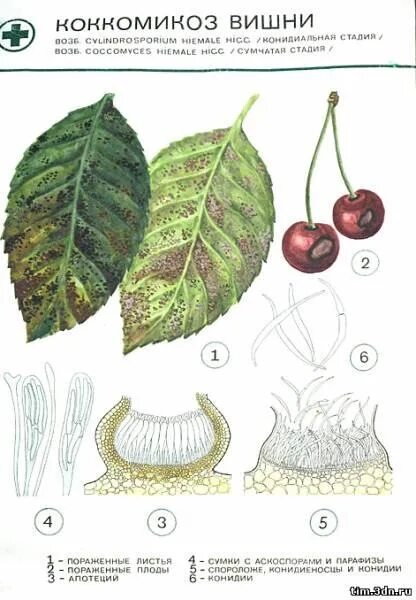 Болезни вишни описание с фотографиями. Коккомикоз вишни. Коккомикоз черешни. Коккомикоз вишни меры борьбы. Болезни черешни описание с фотографиями по листу.