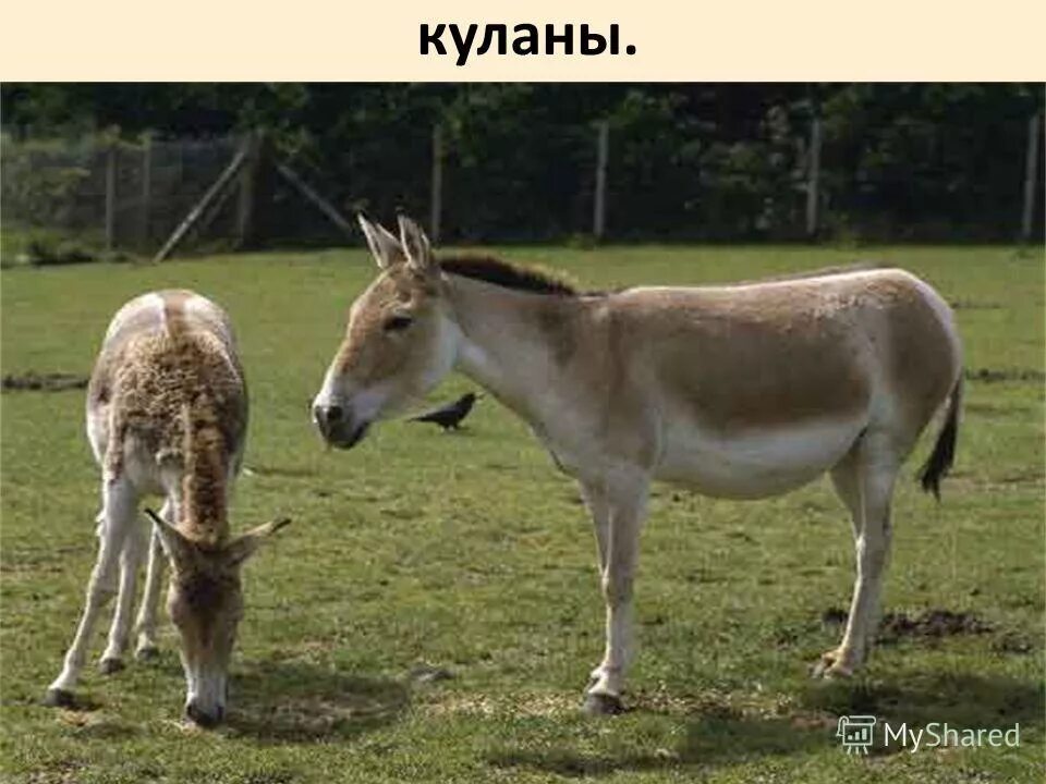 кулан 2. дикий осел кулан. туркменский кулан. монгольский кулан. монгольский кулан.