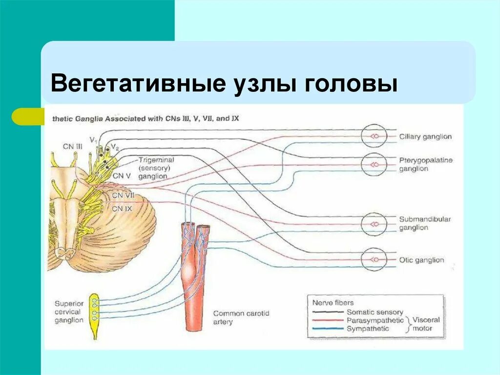 Функции вегетативного узла. Функции вегетативного узла