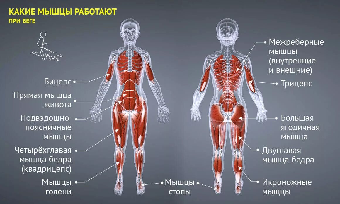 Какие мышцы работают при беге. Какие мышцы задействованы при беге. Группы мышц при ходьбе. Мышцы которые участвуют в беге. Какая часть тела увеличивается