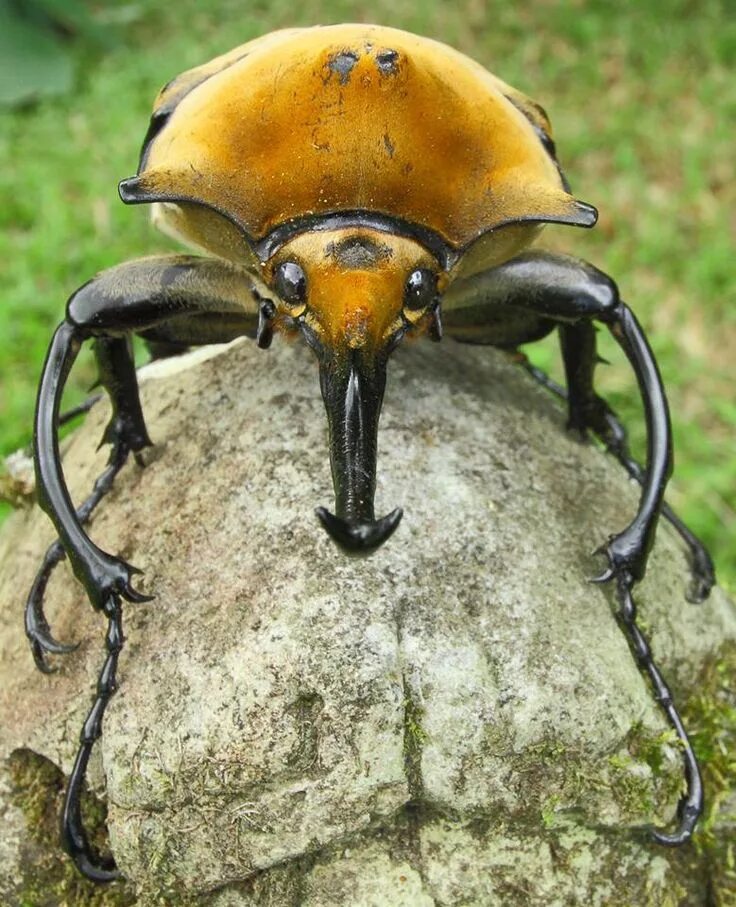 Elephant beetle - Wikipedia