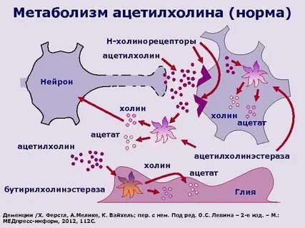 Антитела к ацетилхолиновому