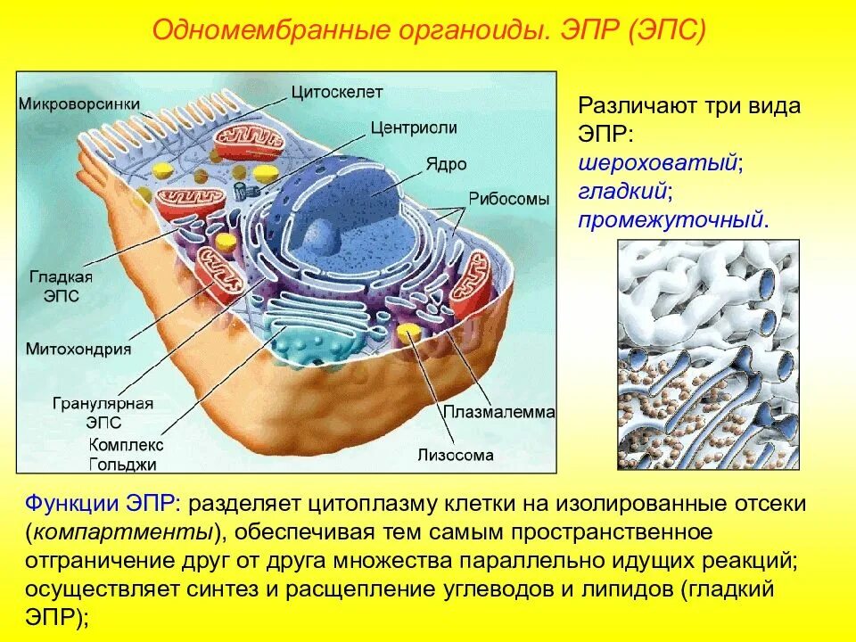 Строение мембраны органоидов клетки. Одномембранные органоиды клетки аппарат Гольджи. Строение и функции одномембранных органоидов ЭПС,. Органоиды эндоплазматическая сеть строение и функции.