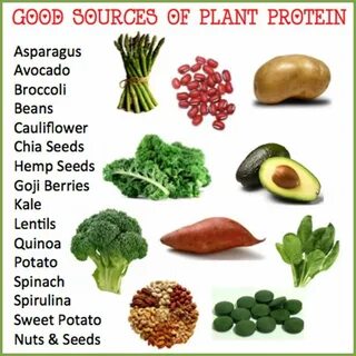 Plant protein