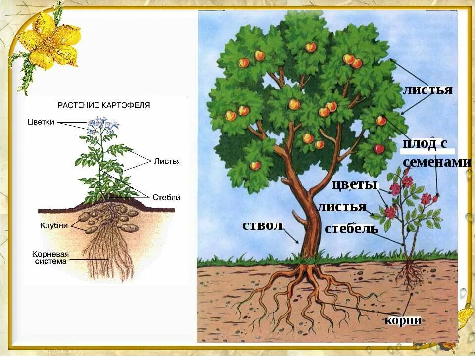 Внутренняя часть растения. Строение растения 5 класс. У цветковых растений есть корень стебель листья цветки. Строение растительного организма. Строение цветаогого растения.