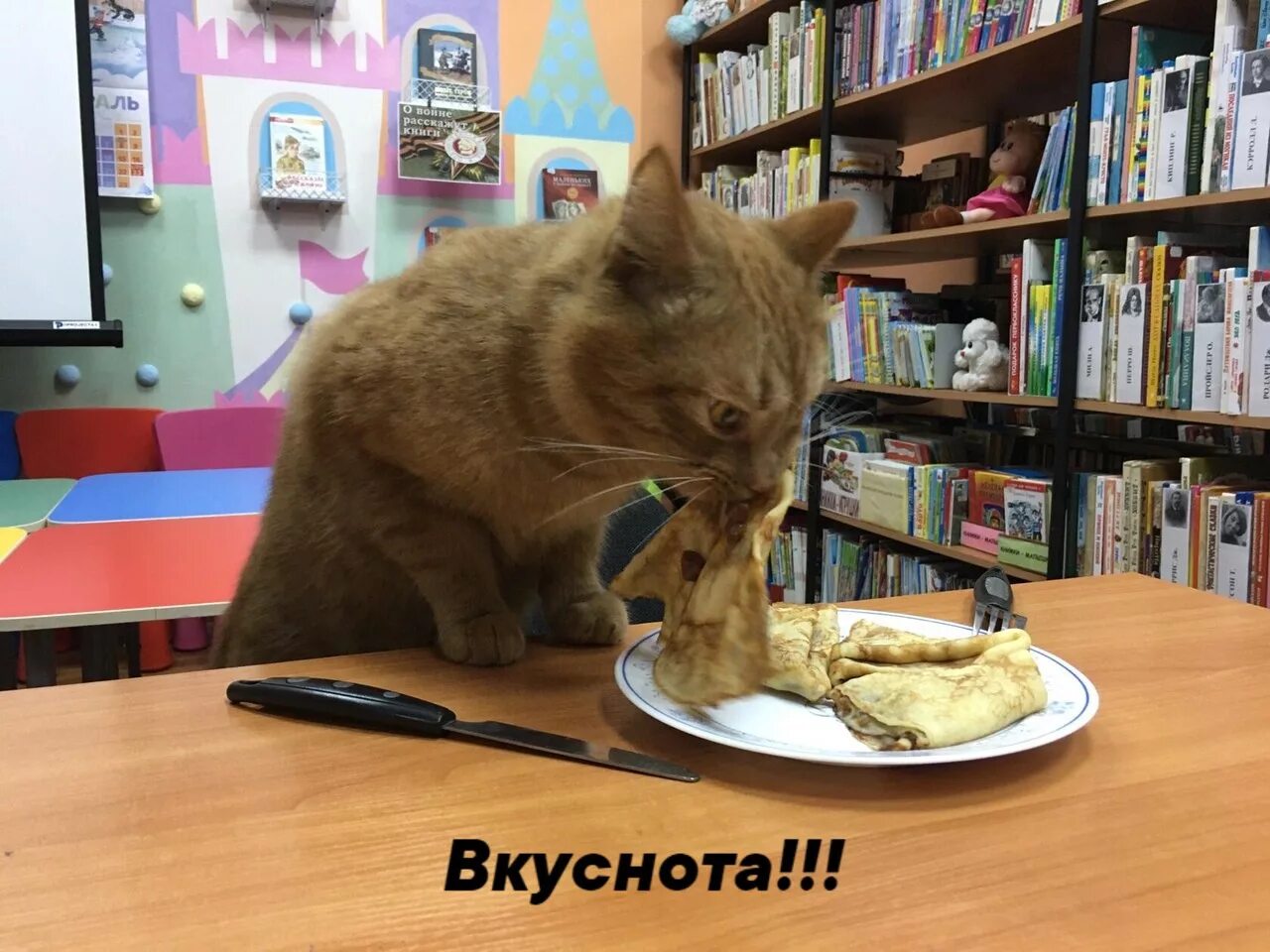 Кот в библиотеке. Котик в библиотеке.