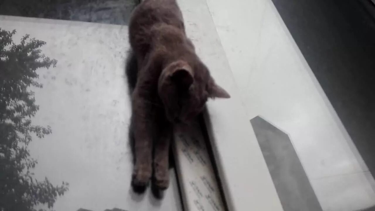 Кот застрял в окне. Кот застрял. Кот застрял в пластиковом окне. Кошка застряла в окне.