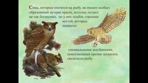 Сова охотится не днем а ночью запятые