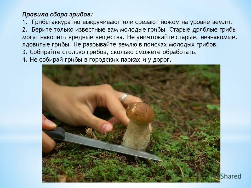 Надо ли срывать. Срезание гриба. Как правильно срезать грибы. Срезает гриб. Знак правильно срезайте грибы.