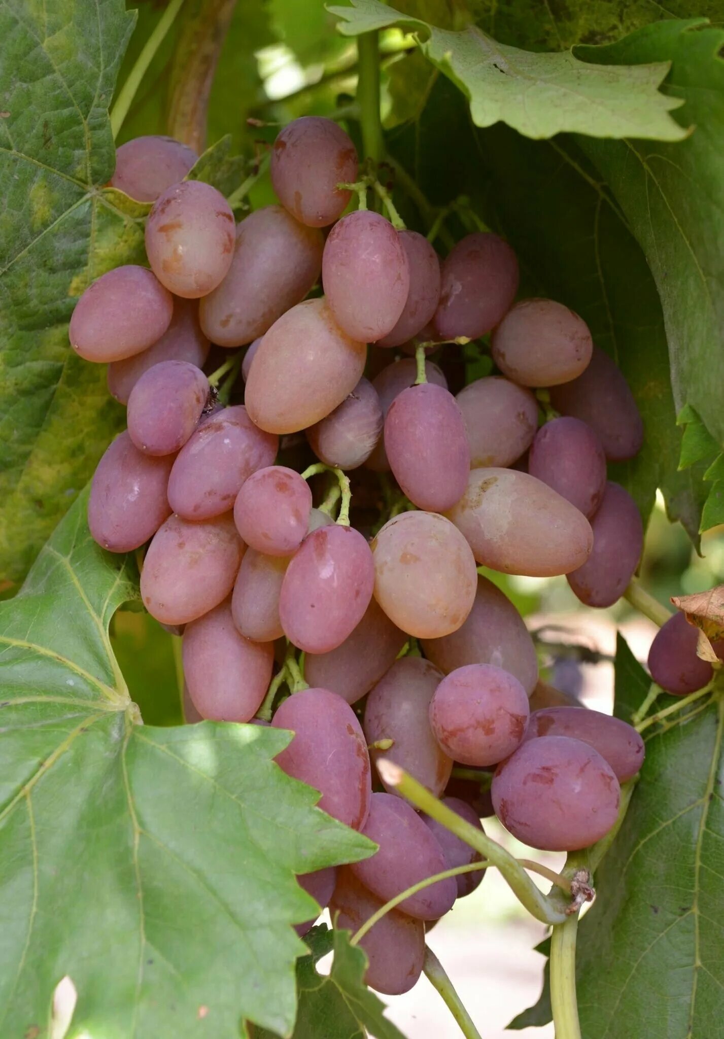 Виноград сорт восторг отзывы. Сорт винограда восторг. Сорт винограда восторг белый. Виноград московский белый. Виноград кеша лучезарный.