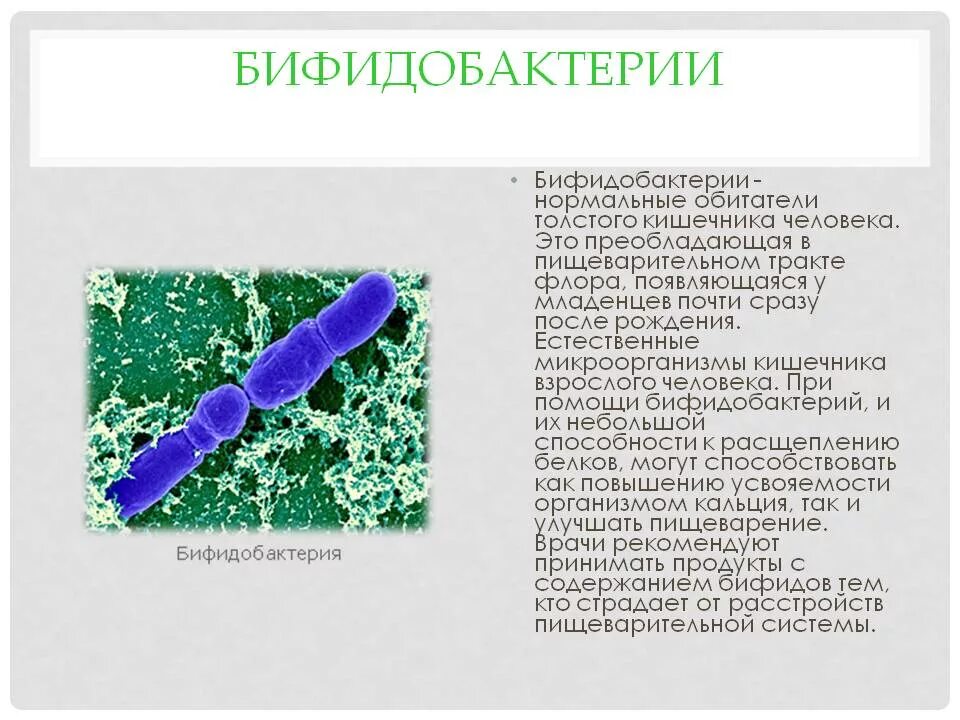 Какие бифидобактерии. Характеристика бактерий бифидобактерии. Бифидобактерия форма бактерии. Бифидобактерии характеристика микроорганизмов. Бифидобактерии в кишечнике человека.