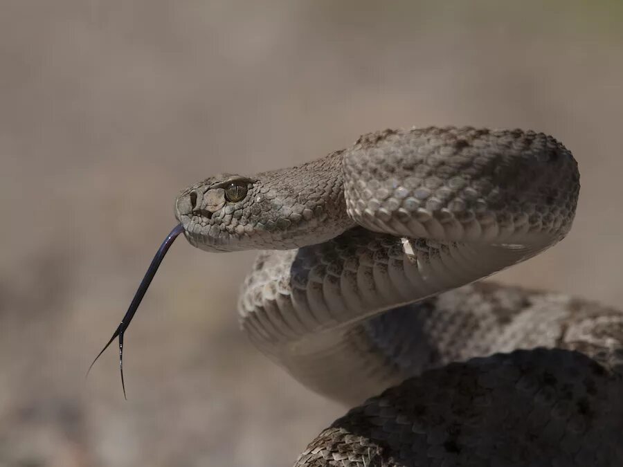 Snake class
