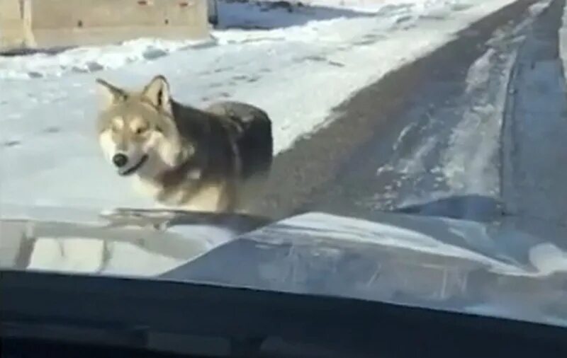 Йеллоустоун волки. Смелый волк. Стая волков. Болотный волк. Стая волков на охоте.