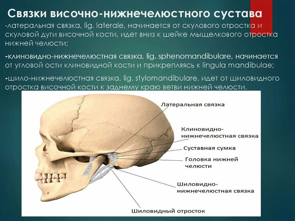 Соединение нижнечелюстной и височных костей. Отростки височной кости. Височная кость скуловой отросток. Шиловидный отросток височной кости. Височная кость шиловидный отросток.