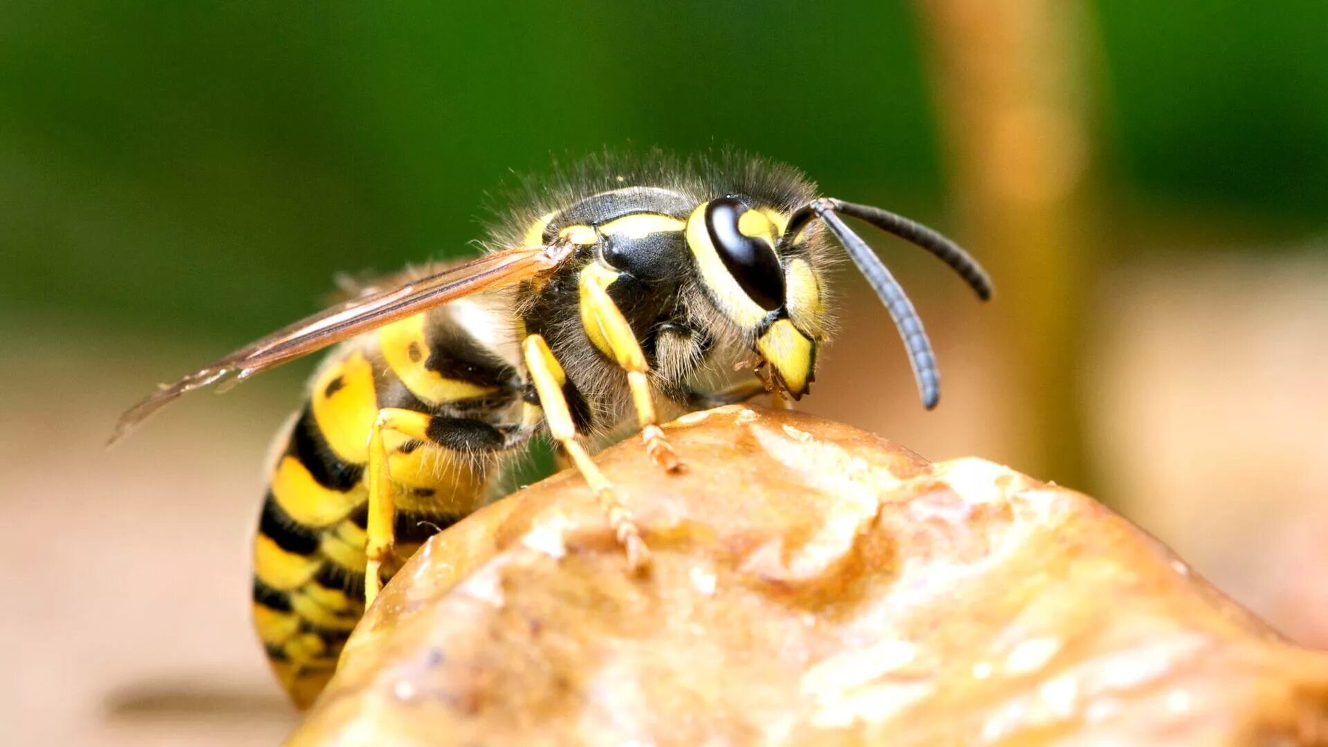 Пчелы и другие насекомые. Wasp Оса. Vespula Germanica. Оса Эвмена. Wasp насекомое.