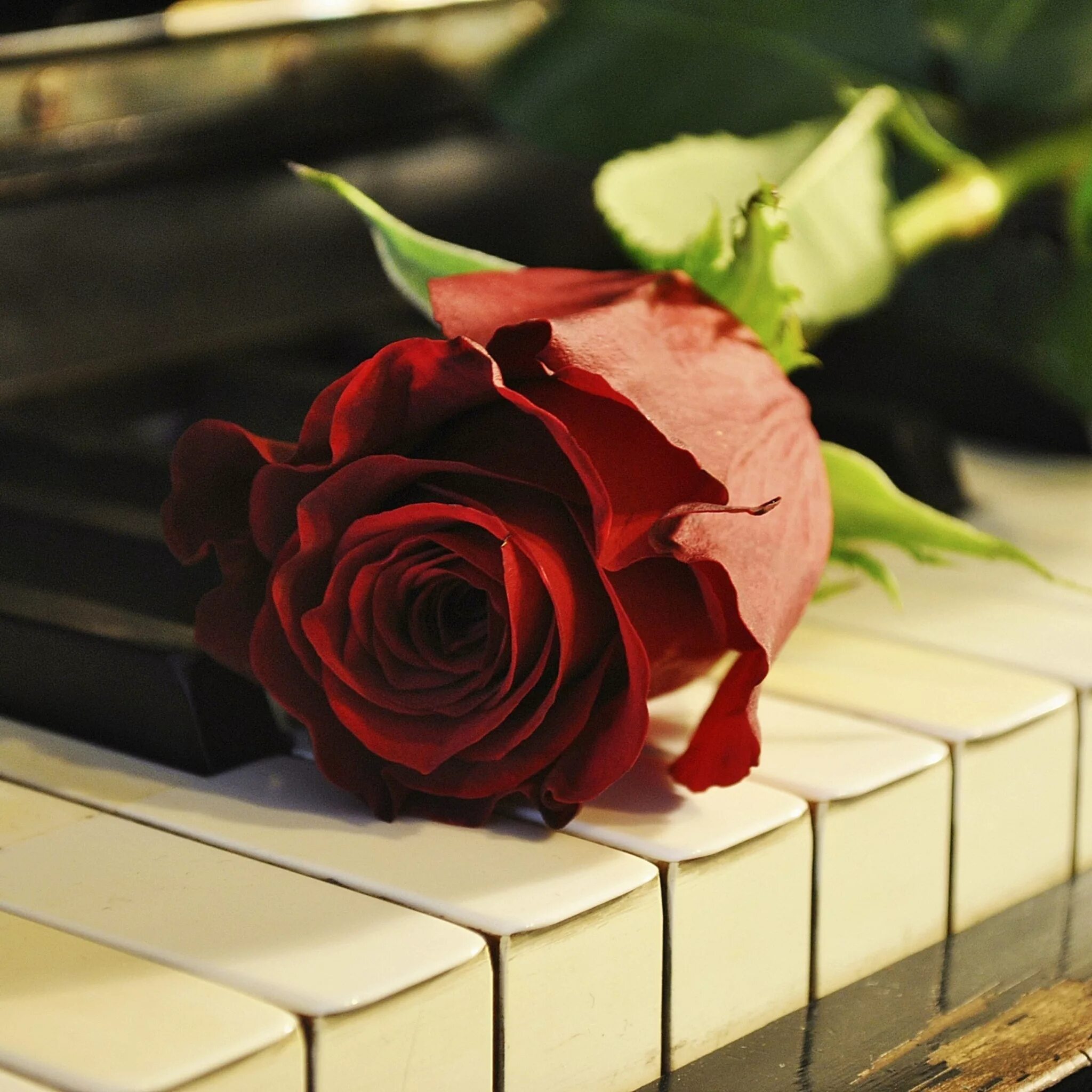 Пианино с цветами. Розы на рояле. С днем Татьяны. С днем рождения розы пианино.