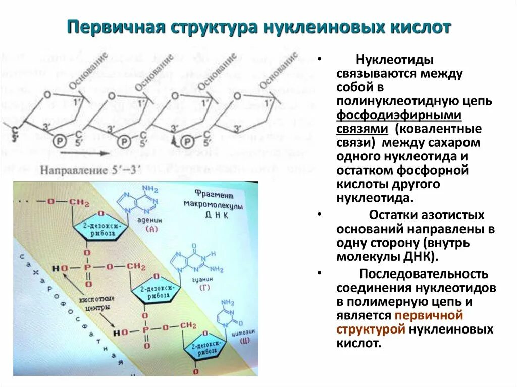 Связи в нуклеиновых кислотах. Первичная структура нуклеиновых кислот. 21. Первичная структура нуклеиновых кислота. Первичная структура нуклеиновых. Какова первичная и вторичная структура нуклеиновых кислот.