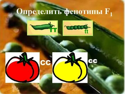 Определить фенотипы f1