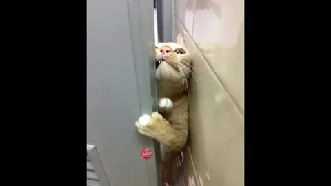 Здравствуй организация